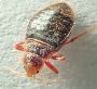 EMK Termite & Pest Control's Expert Bed Bugs Treatment!