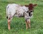 Buy The Quality Texas Longhorn Heifers For Sale