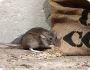 Your Trusted Partner in Rodent Pest Control Melbourne