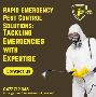 Rapid Emergency Pest Control Solutions: Tackling Emergencies