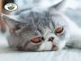 Snow Savannah Kittens for Sale: Discover Exotic Cat Beauties