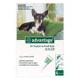 Buy Advantage Green For Small Dogs Up To 4Kg at Lowest Price