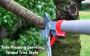 Best Tree Care Service | Tree Pruning