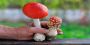 High Quality Amanita Muscaria Mushrooms