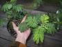 Top-Quality Mimosa Hostilis Root Bark for Sale in the USA