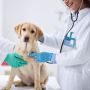 Reliable Support for Vets: Anserve Inc's Veterinary Answerin