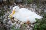 Blessings Ranch: Fresh Duck Eggs for Sale in Houston