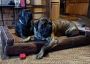 Dog Bed for Giant Breeds: Choosing an Indestructible Dog Bed