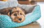 Calming Dog Beds: Do They Really Work?