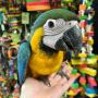 PARROTS FOR REHOMING