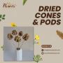 DRIED CONES & PODS