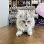 British shorthair kittens For Sale