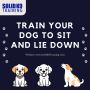 How to Train Your Dog to Sit and Lie Down: SolidK9Training