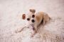 Effective Pet Urine Odor Removal Services in Cape Coral