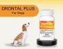 Drontal Plus for Dogs: Get Rid of Worms in Your Dog