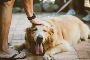 Powell Veterinary Service: Your Trusted Partner In Pet Healt