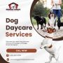 Quality Dog Daycare Services in Puyallup | Shaggy Shack