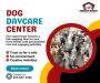 Premier Dog Daycare Services in Washington for Happy Pups!