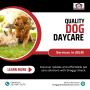 Quality Dog Daycare Services in JBLM