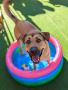 Choose Dog Boarding Los Angeles For Your Pet's Staycation 