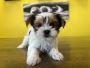 Teacup Yorkie Puppies for Sale - Quality & Adorable | Westch