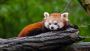 Go on a Red Panda Safari with Sundarban Wildlife Tourism 
