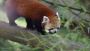 Visit famous Red panda safari at Singalila National Park 