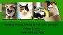 Pet Care and House Sitting