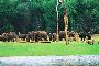 Why Periyar National Park is Famous Wildlife Destination in South India