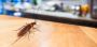 Swift German Cockroach Control Services in Melbourne