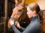 Identify Hindgut Ulcers in Horses and Treat