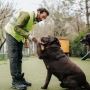 Elevate Your Dog's Experience With Dog Day Training