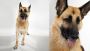 Total Guide To Alsatian Dogs