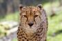 Cheetah Wordpress - Currently Ranked #1 Easy-To-Use Web B Cheetah Wordpress - Currently Ranked #1 Easy-To-Use Web B
