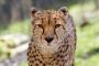 Cheetah for Wordpress - Currently Ranked #1 Easy-To-Use Web 