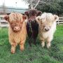 Pet Hefiers and Bull for Sell 🐮