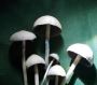 Blue Meanie Mushroom for sale online