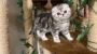 Munchkin kitten for adoption