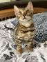 Adorable bengal kitins.