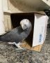 Loving African Grey Parrots for sale