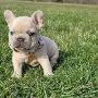 Buy Mega brown frenchie bulldog puppy - adorablefrenchiehome