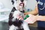 Are you looking for a dog nail trimmer in Cork?