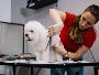 Have your dog professionally groomed?