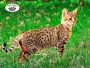 Explore Top Quality Savannah Kittens for Sale