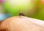 Mosquito Pest Control Brisbane