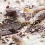 Termite Experts Perth