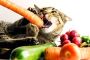 Catheist: Safeguarding Your Cat with Veggie Wisdom