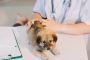 Get the Best Veterinary Cardiologist for Your Pet