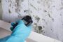 Commercial Mold Testing Services in South Florida