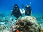 Choose The Best Andaman Scuba Diving For Nonswimmers